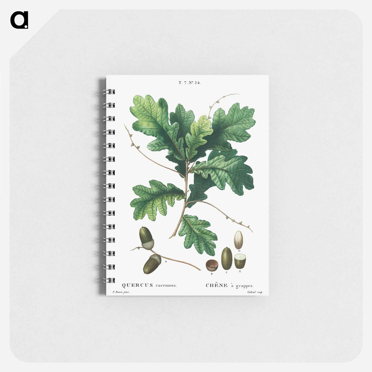 アートメモ帳-Quercus racemosa (Chéne à grappes) - ピエール ジョゼフ ルドゥーテ Memo.