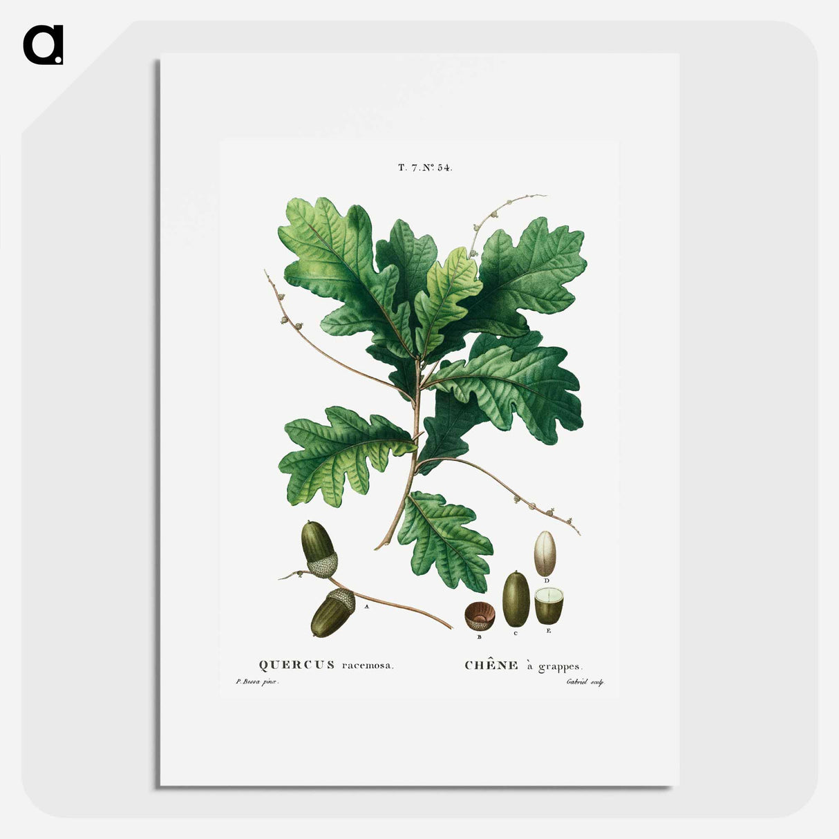 Quercus racemosa (Chéne à grappes) - Pierre-Joseph Redouté Poster.