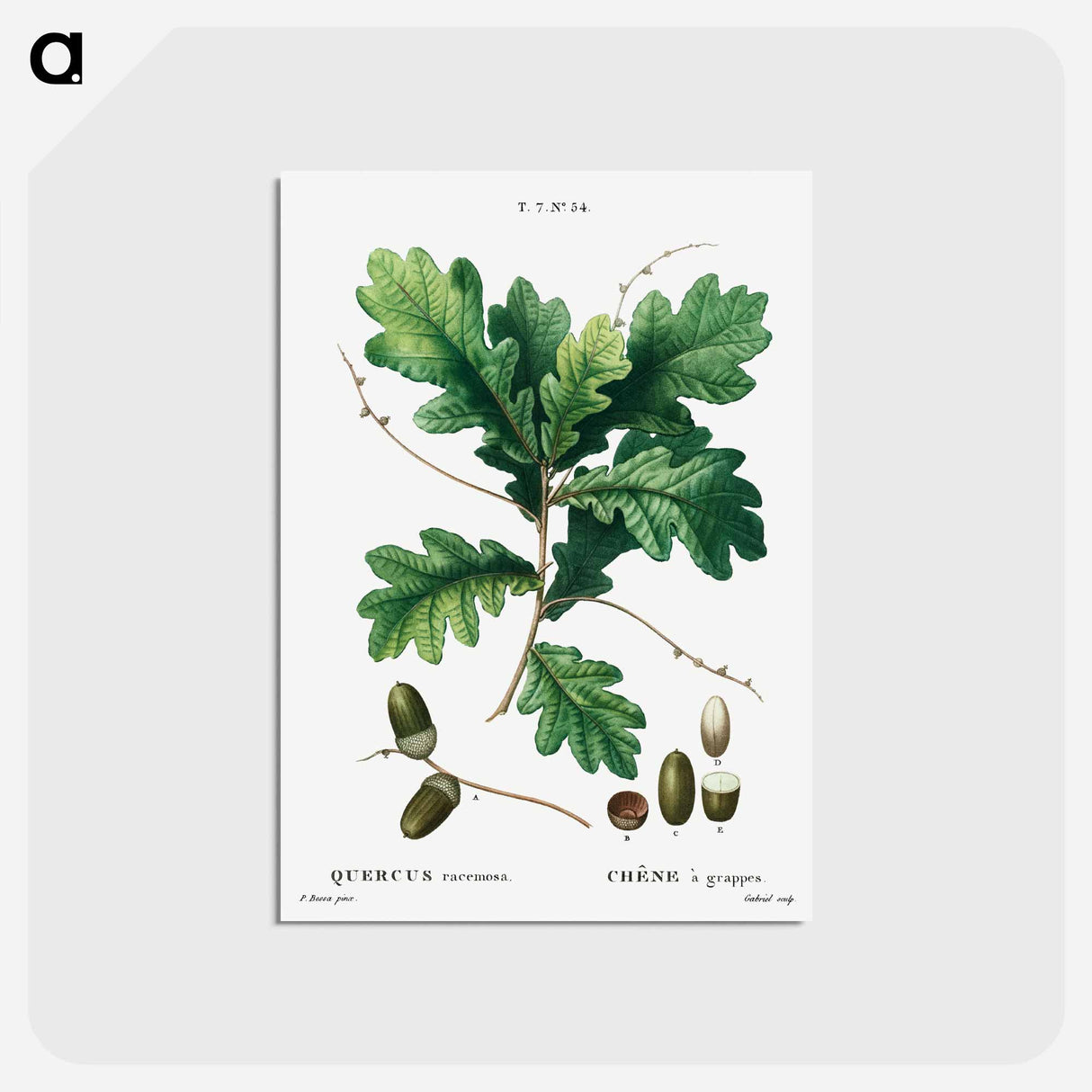 アートポストカード-Quercus racemosa (Chéne à grappes) - ピエール ジョゼフ ルドゥーテ Postcard.