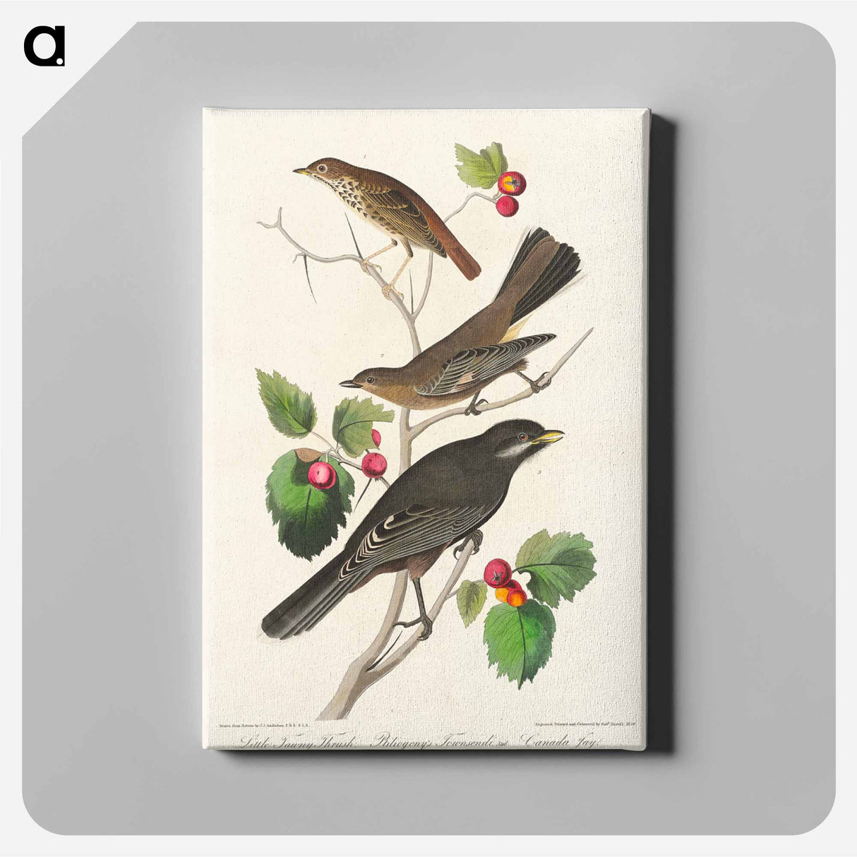 アートパネル-Little Tawny Thrush, Ptiliogony's Townsendi and Canada Jay from Birds of America
- アメリカの鳥たち Canvas.