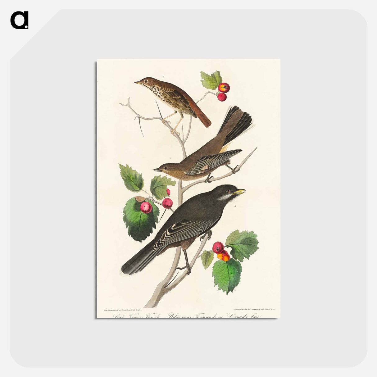 アートポストカード-Little Tawny Thrush, Ptiliogony's Townsendi and Canada Jay from Birds of America
- アメリカの鳥たち Postcard.