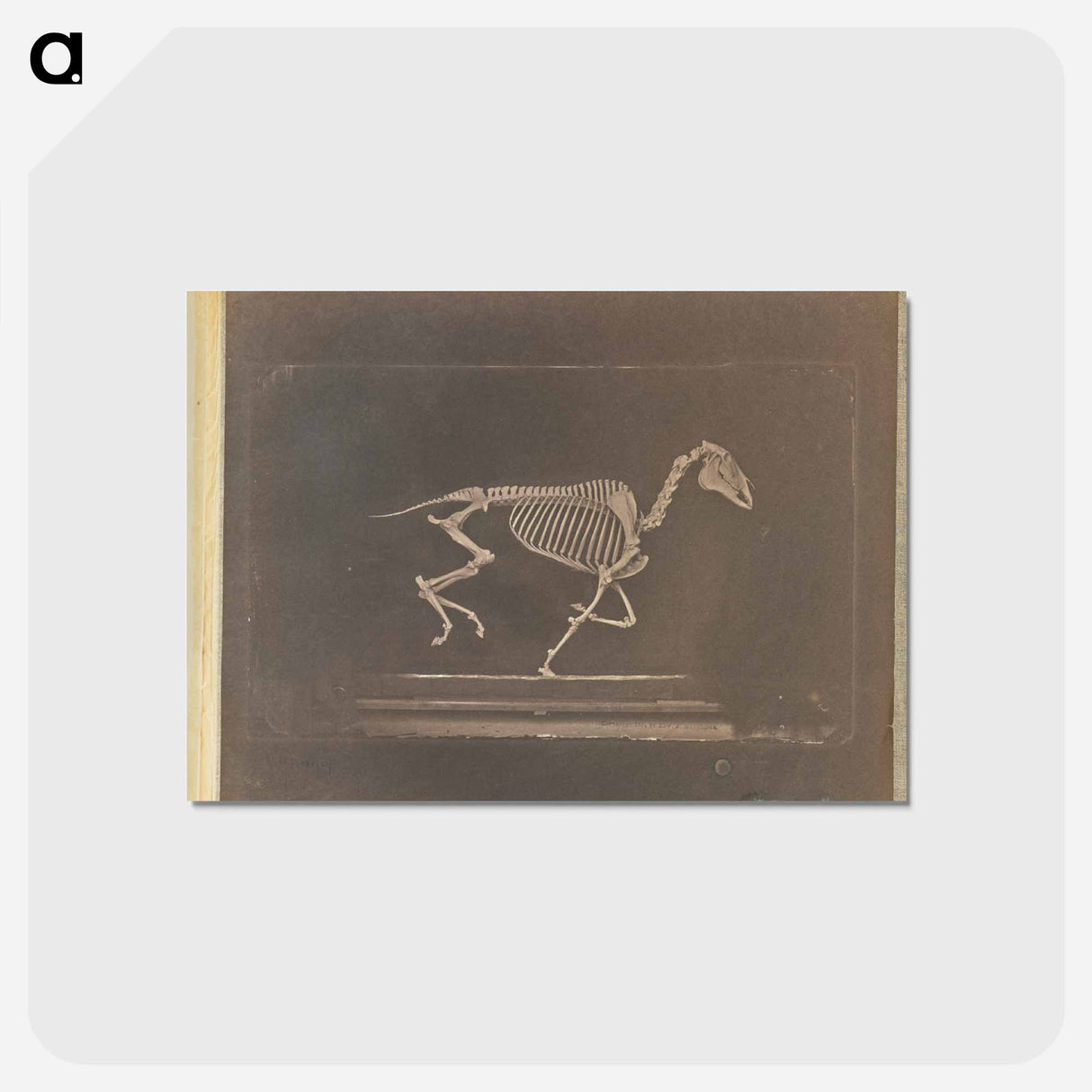 アートポストカード-Running
- エドワード マイブリッジ Postcard.