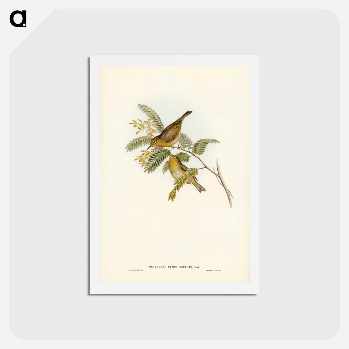 アートポストカード-Slender-billed Zosterops
- ジョン グールド Postcard.