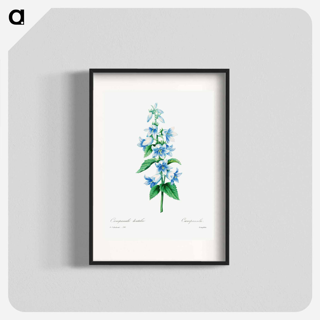 Bellflower - Pierre Joseph Redouté Poster.