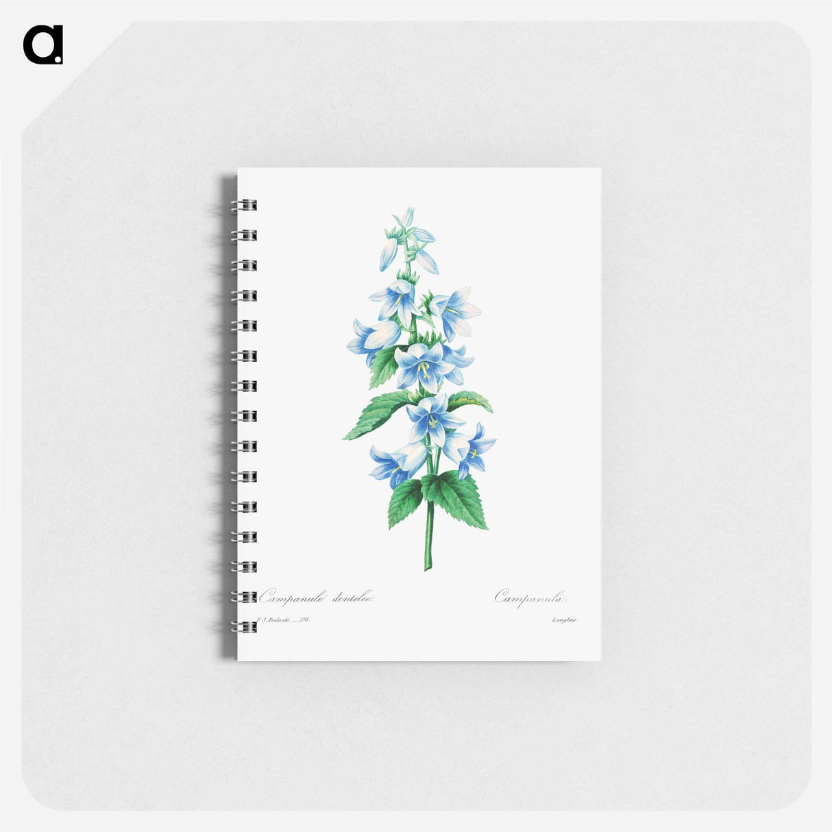 Bellflower - ピエール ジョゼフ ルドゥーテ Memo.