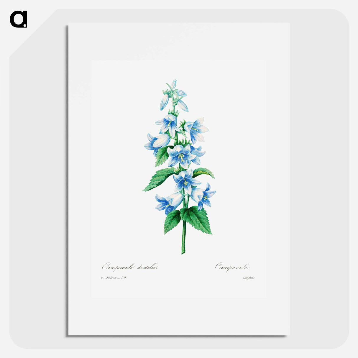 Bellflower - Pierre Joseph Redouté Poster.