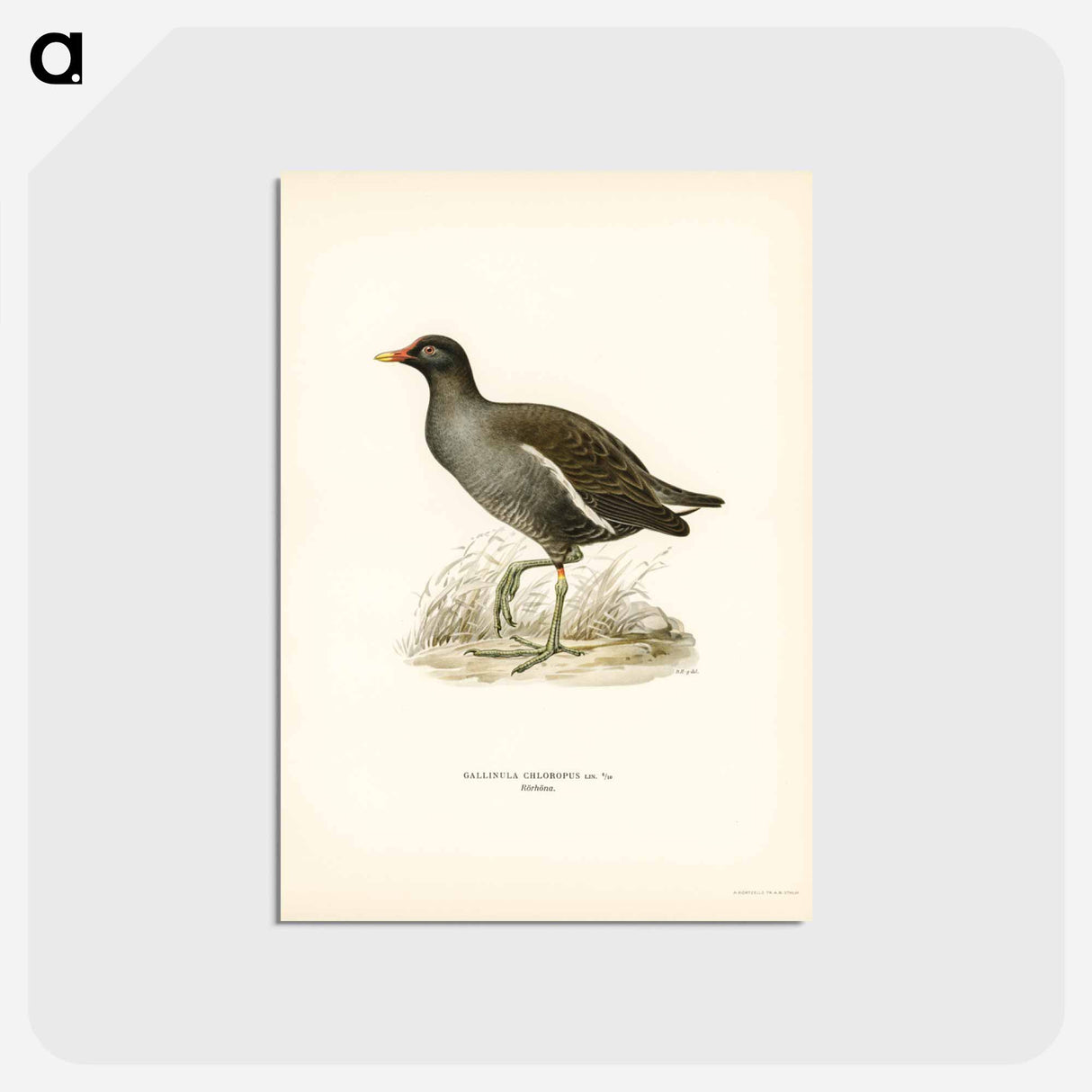 アートポストカード-Common Moorhen
- スヴェンスカ フォグラル Postcard.