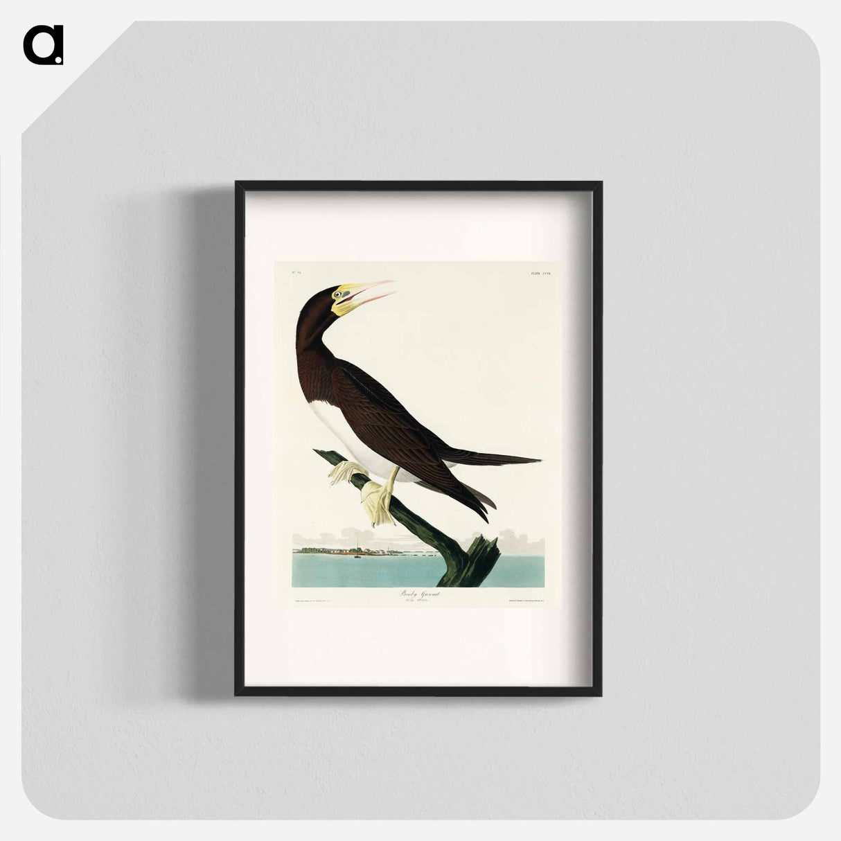 アートポスター-Booby Gannet from Birds of America
- アメリカの鳥たち Poster.