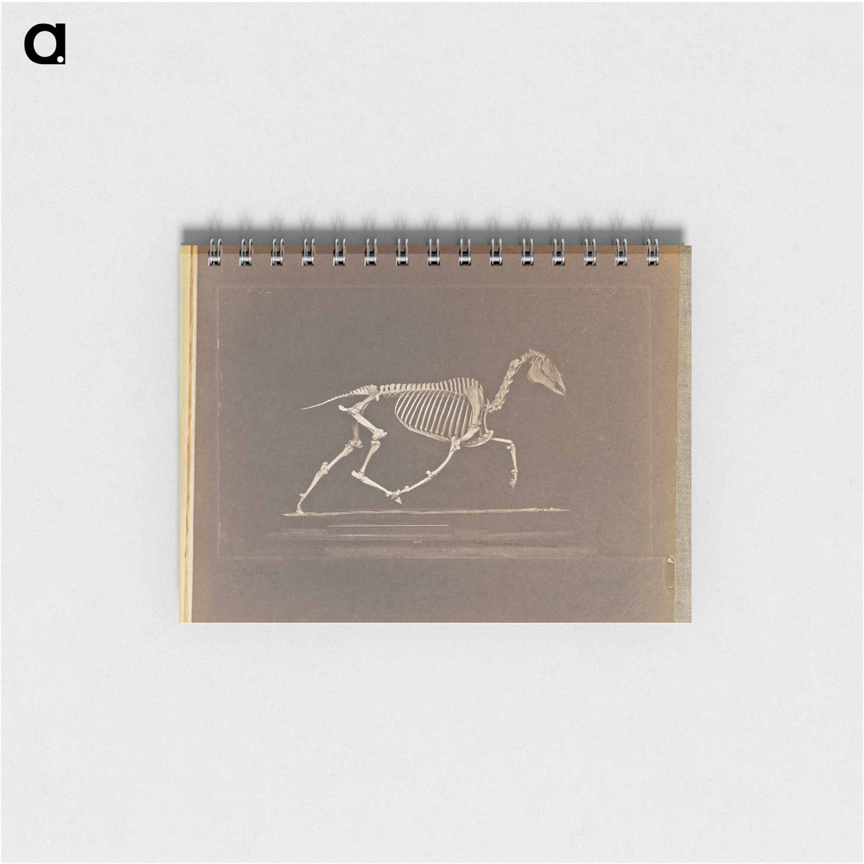 アートメモ帳-Trotting
- エドワード マイブリッジ Memo.