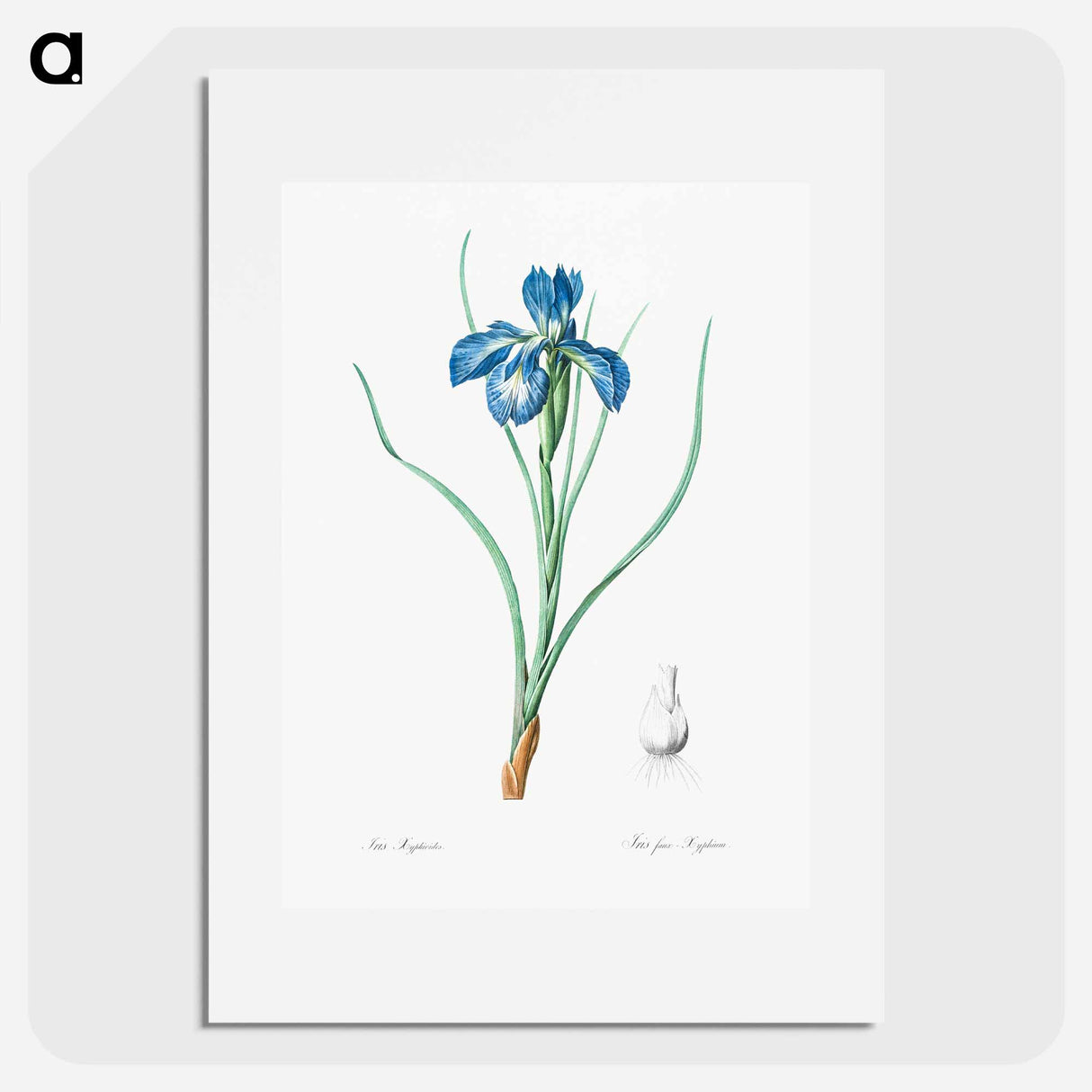 Lris xyphioides illustration from The Liliacées - Pierre-Joseph Redouté Poster.