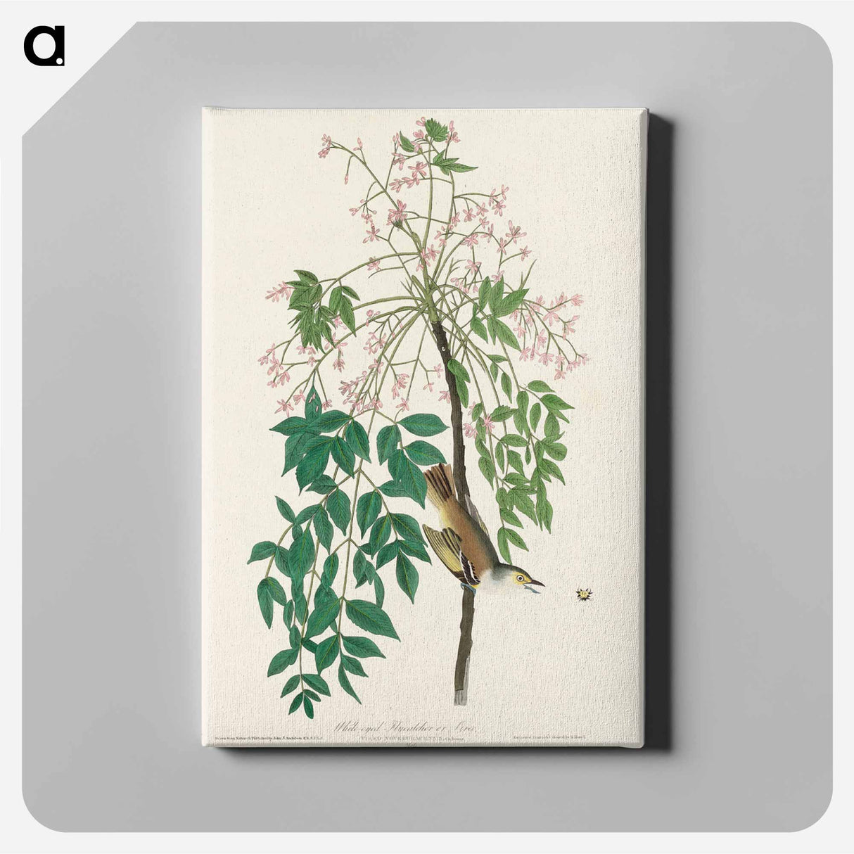 アートパネル-White-eyed Flycatcher, or Vireo from Birds of America
- アメリカの鳥たち Canvas.