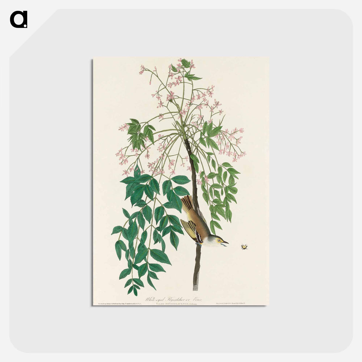 アートポストカード-White-eyed Flycatcher, or Vireo from Birds of America
- アメリカの鳥たち Postcard.