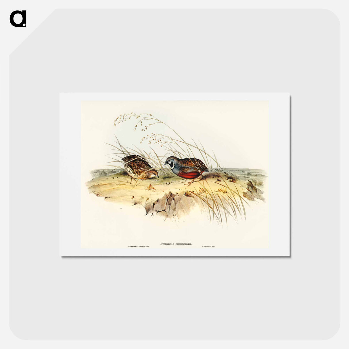 アートポストカード-Chinese Quail
- オーストラリアの鳥 Postcard.