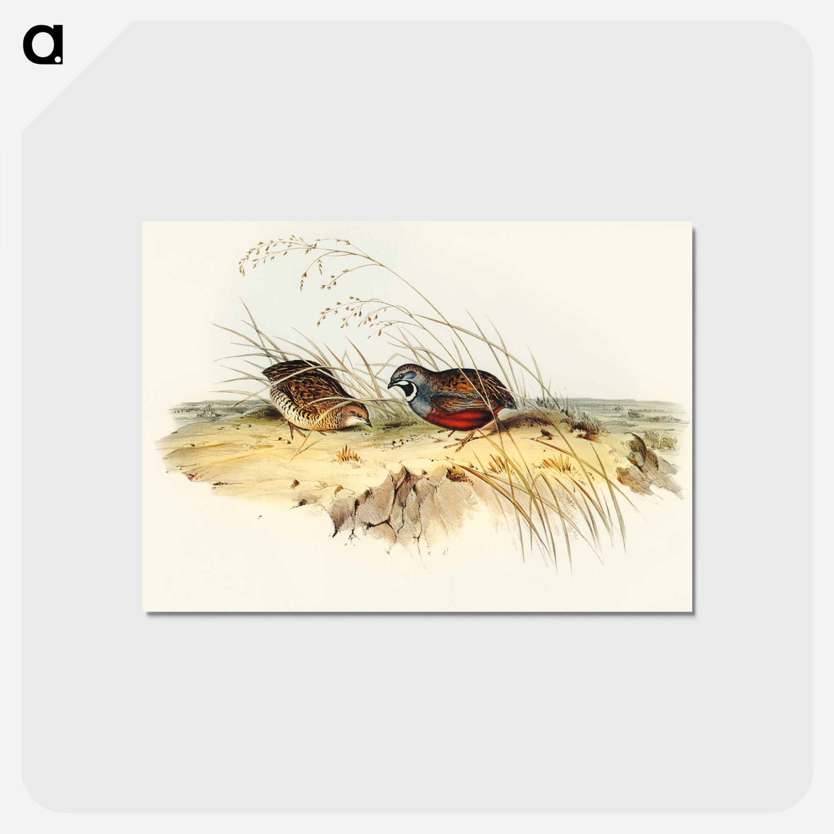 アートポストカード-Chinese Quail
- オーストラリアの鳥 Postcard.