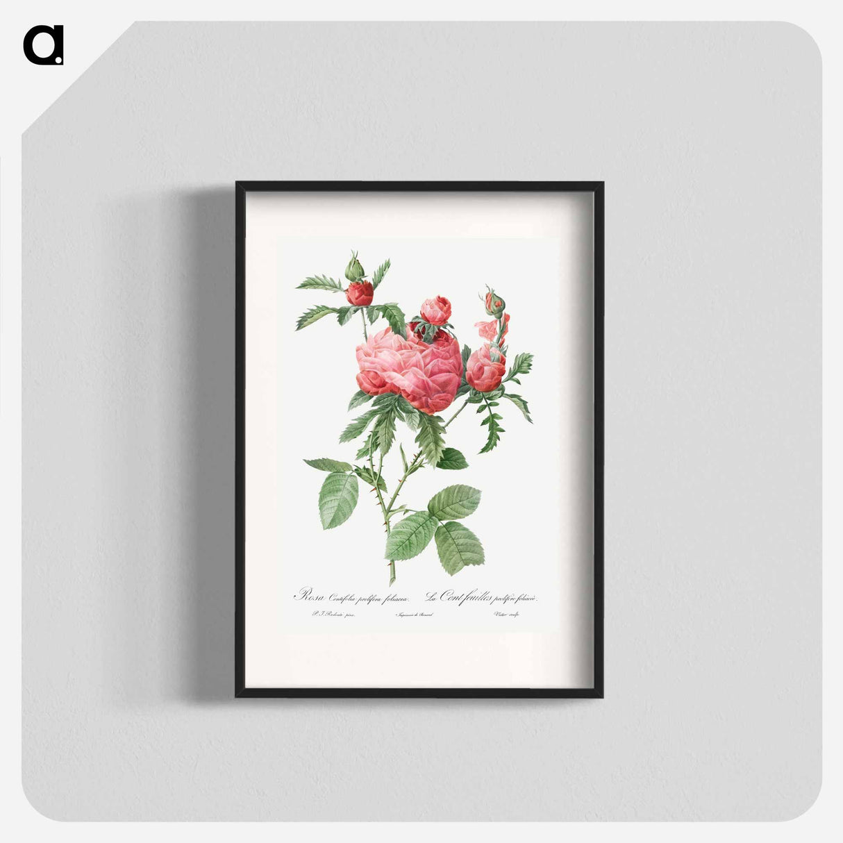 アートポスター-Cabbage Rose bloom - ピエール ジョゼフ ルドゥーテ Poster.
