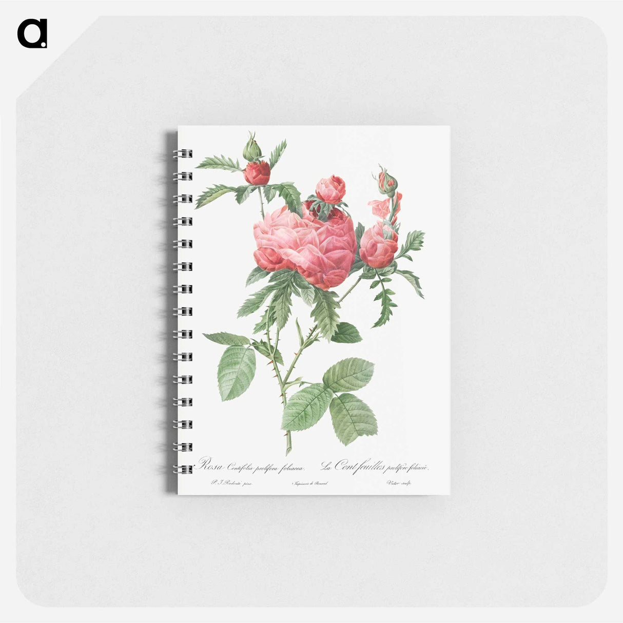 Cabbage Rose bloom - ピエール ジョゼフ ルドゥーテ Memo.