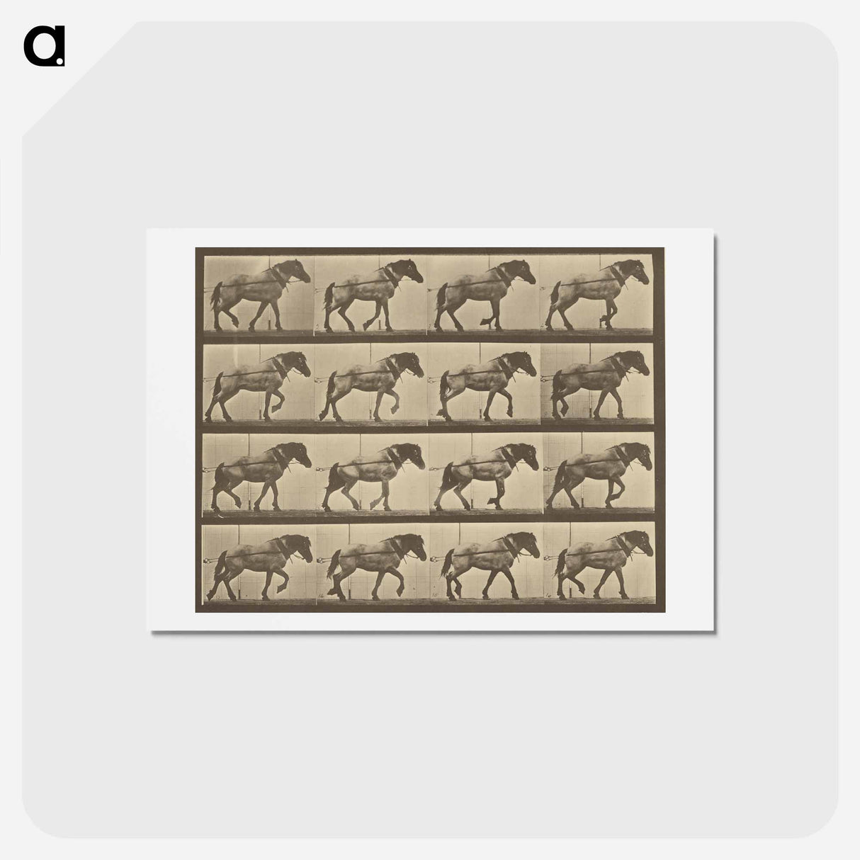 アートポストカード-Animal Locomotion
- エドワード マイブリッジ Postcard.