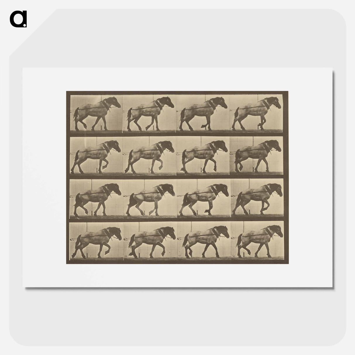 アートポスター-Animal Locomotion
- エドワード マイブリッジ Poster.