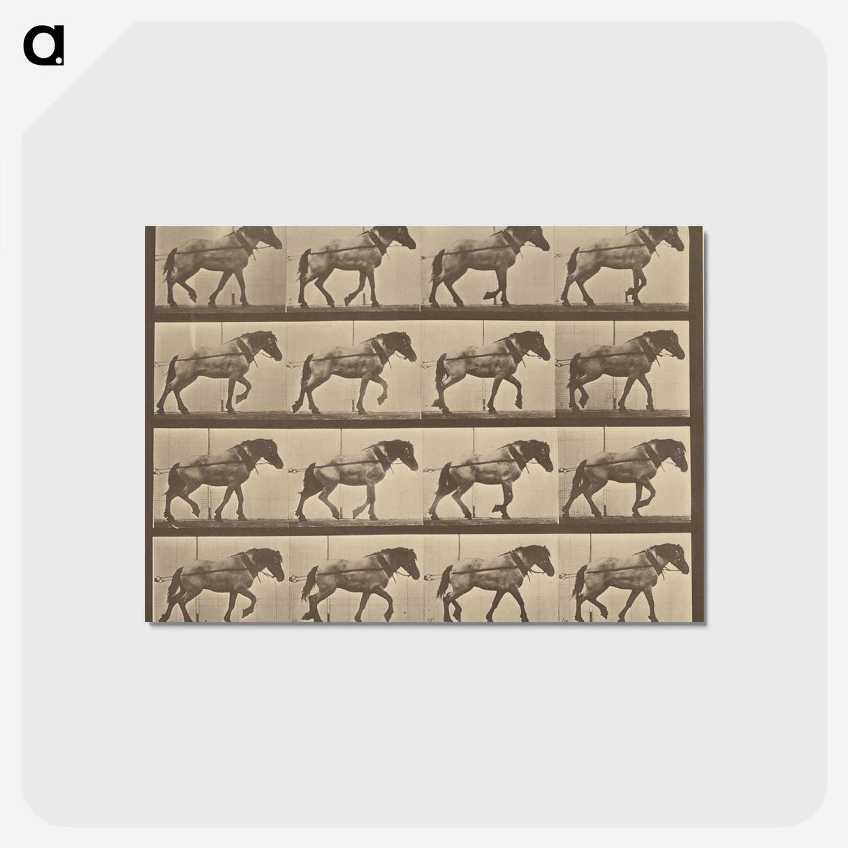 アートポストカード-Animal Locomotion
- エドワード マイブリッジ Postcard.