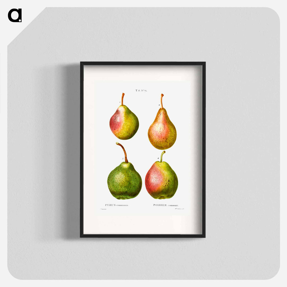 Pear, Pyrus communis - Pierre Joseph Redouté Poster.