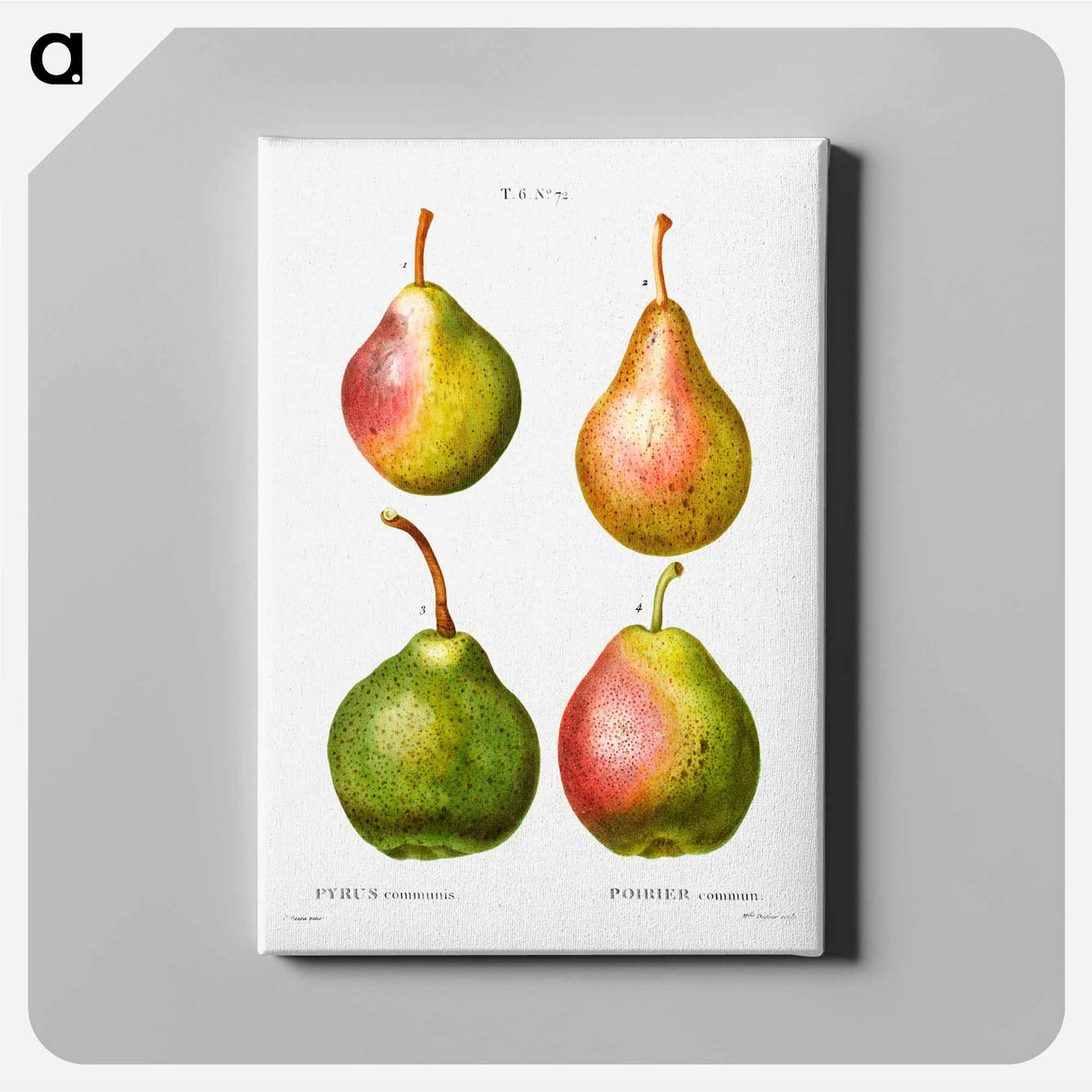 Pear, Pyrus communis - Pierre-Joseph Redouté Canvas.