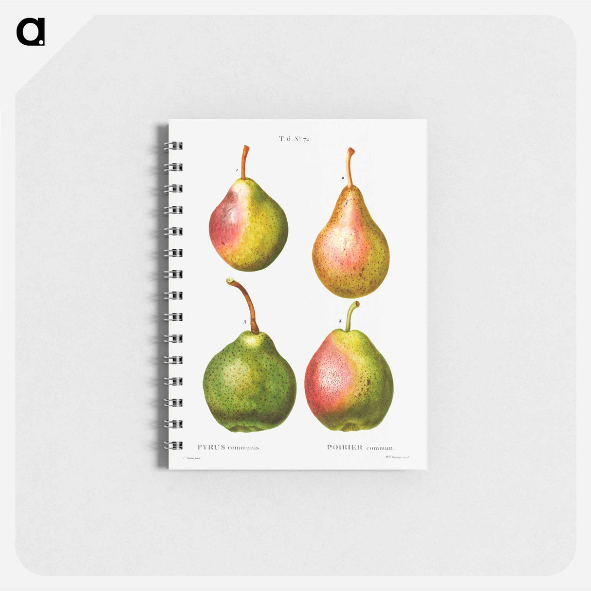 アートメモ帳-Pear, Pyrus communis - ピエール ジョゼフ ルドゥーテ Memo.