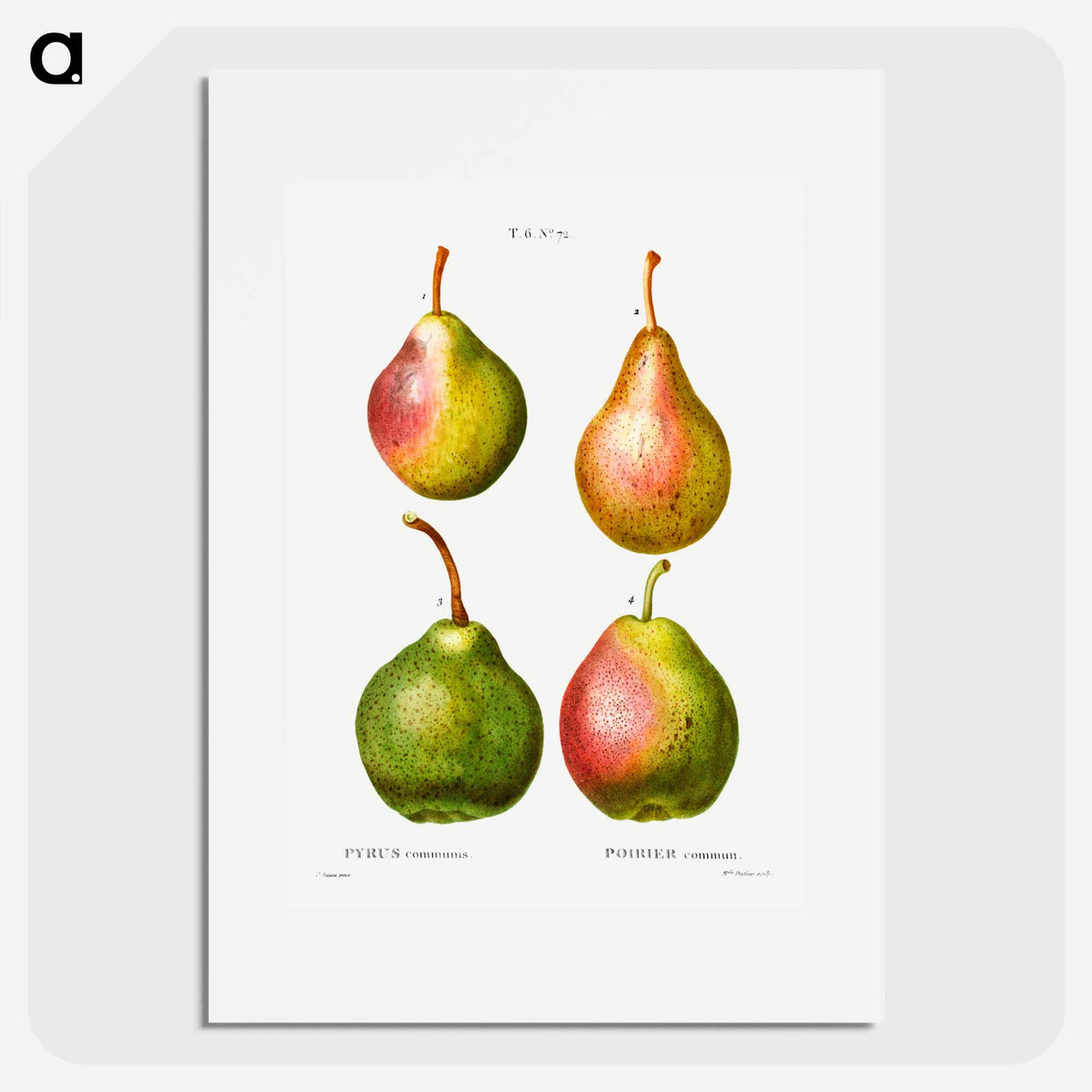 Pear, Pyrus communis - Pierre Joseph Redouté Poster.