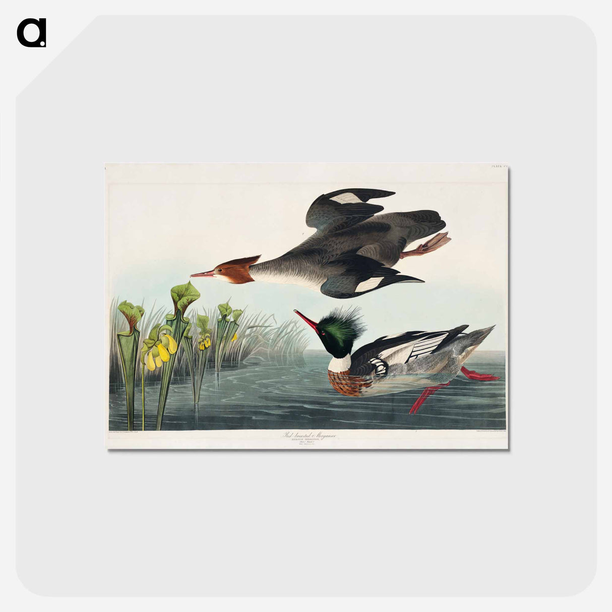 アートポストカード-Red-breasted Merganser
- アメリカの鳥たち Postcard.