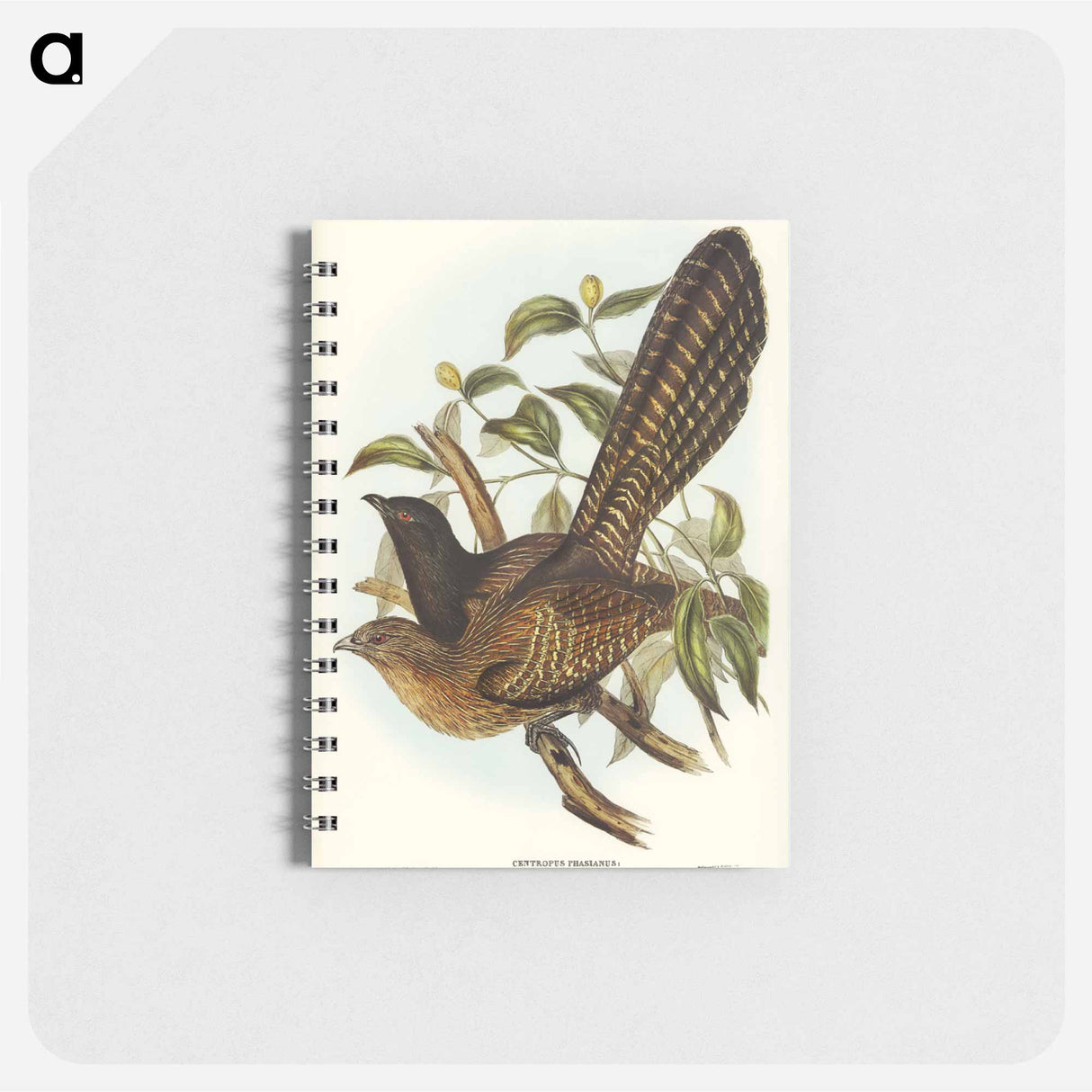 アートメモ帳-Pheasant Cuckoo
- オーストラリアの鳥 Memo.