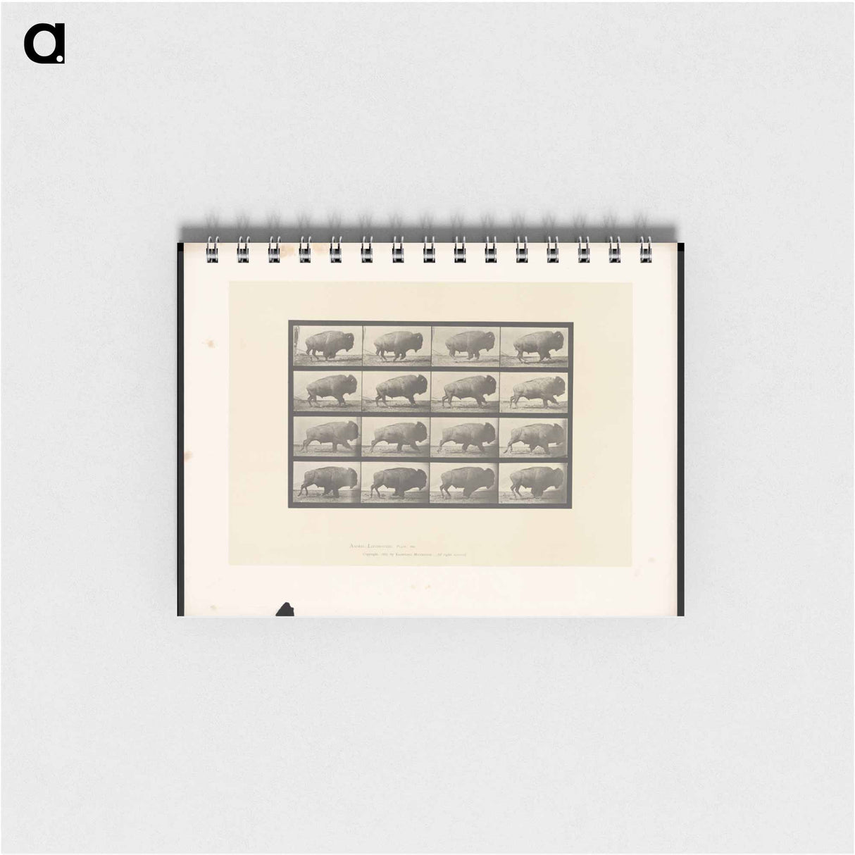 アートメモ帳-Buffalo in Motion
- エドワード マイブリッジ Memo.