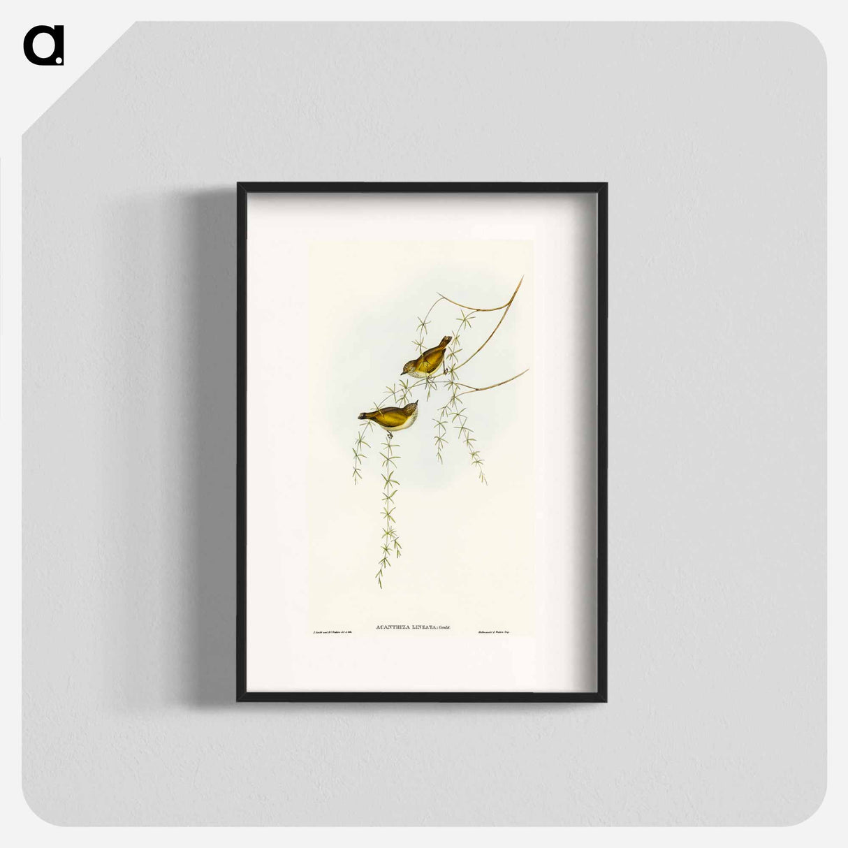 Striated Acanthiza
- オーストラリアの鳥 Poster.