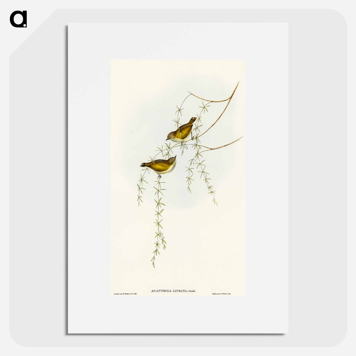 Striated Acanthiza
- オーストラリアの鳥 Poster.