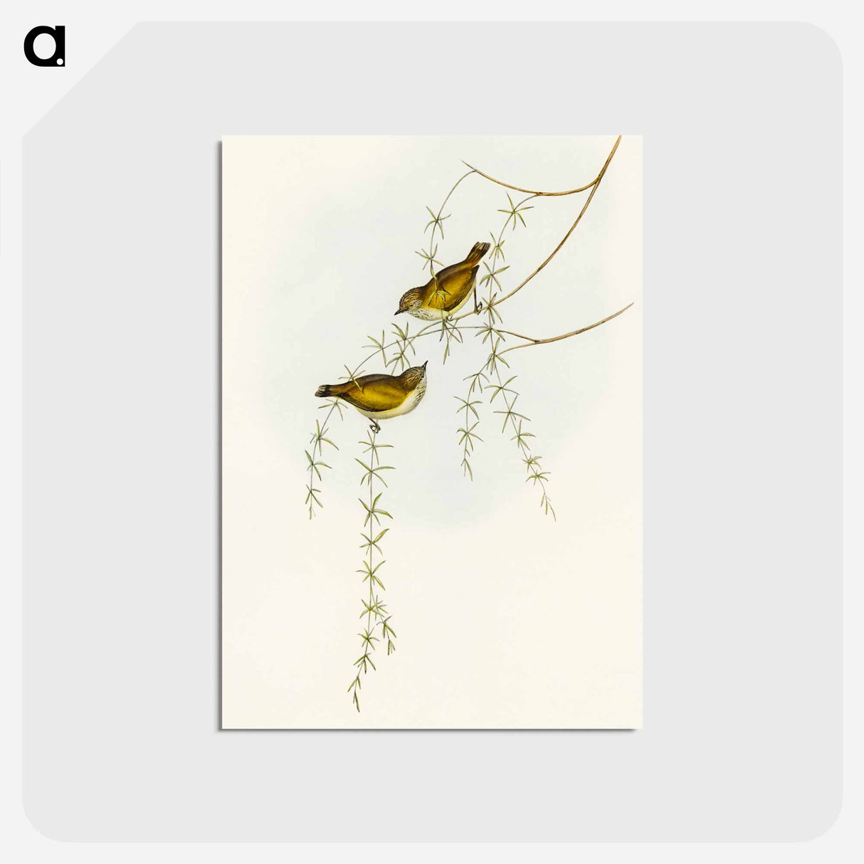 アートポストカード-Striated Acanthiza
- オーストラリアの鳥 Postcard.