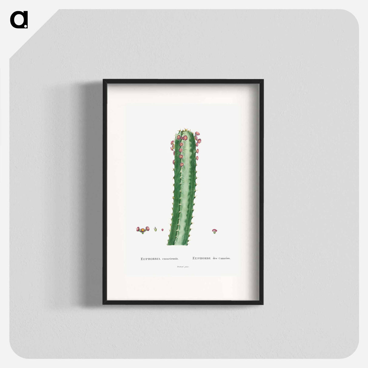 Euphorbia Canariensis - Pierre Joseph Redouté Poster.