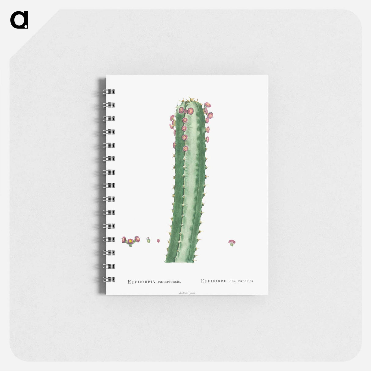 アートメモ帳-Euphorbia Canariensis - ピエール ジョゼフ ルドゥーテ Memo.