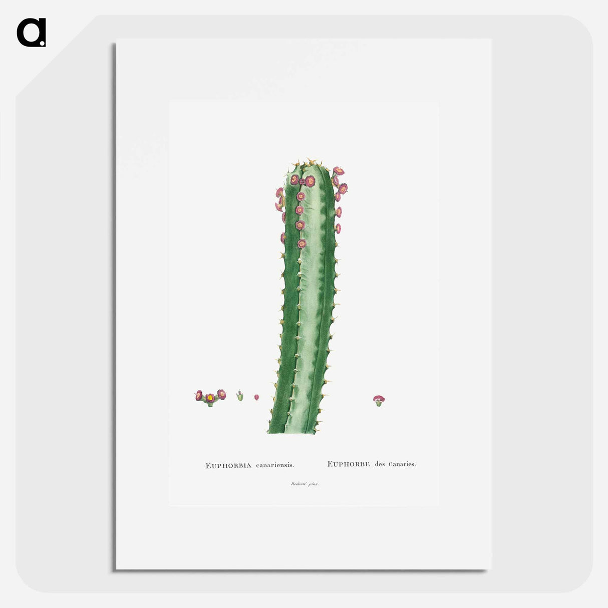 Euphorbia Canariensis - Pierre Joseph Redouté Poster.