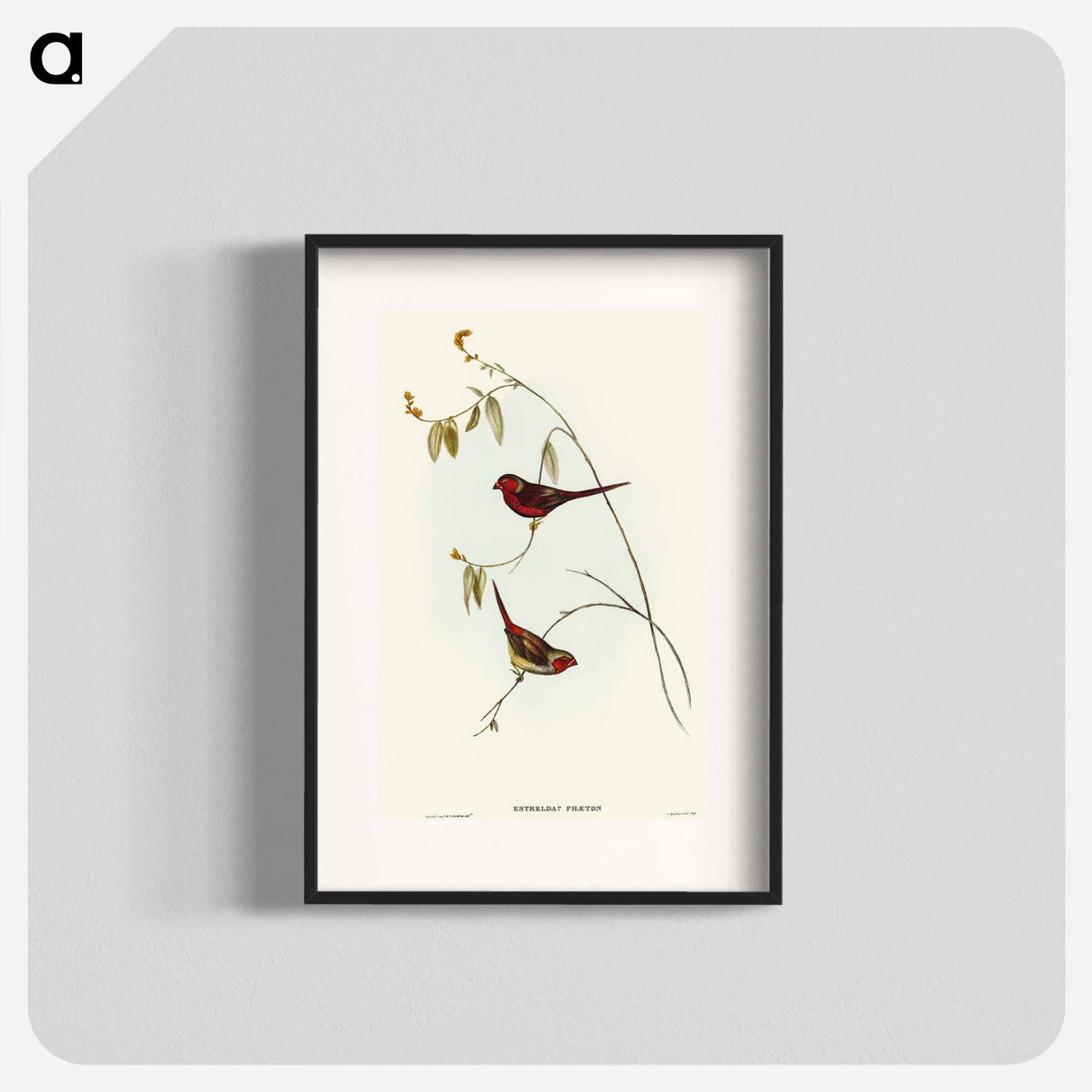 アートポスター-Crimson Finch
- オーストラリアの鳥 Poster.