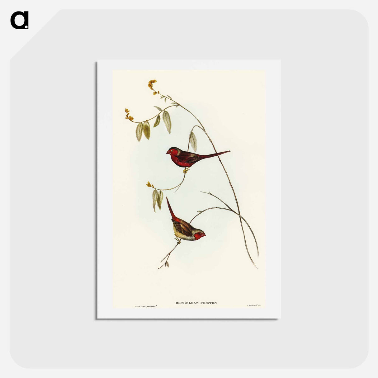 アートポストカード-Crimson Finch
- オーストラリアの鳥 Postcard.