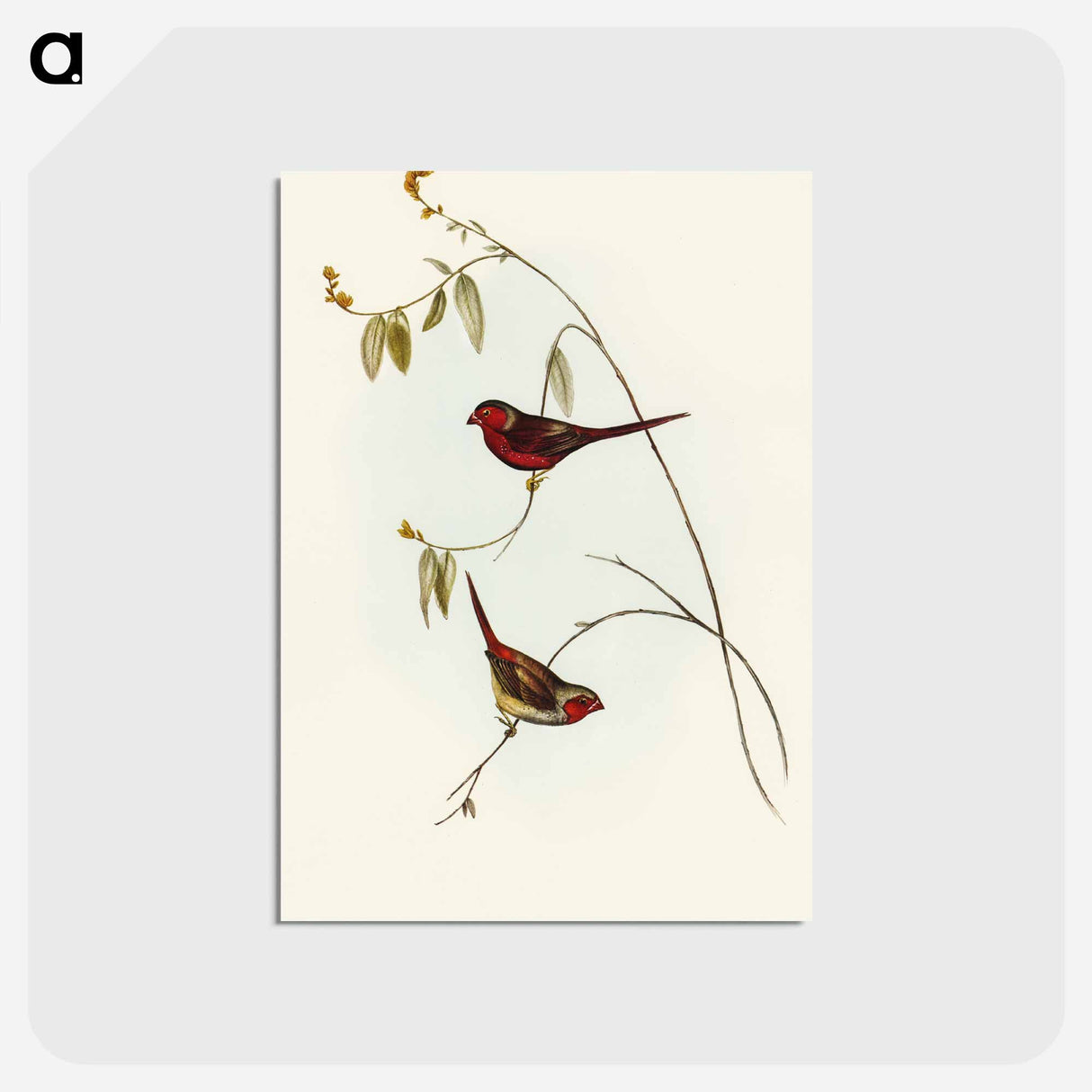 アートポストカード-Crimson Finch
- オーストラリアの鳥 Postcard.
