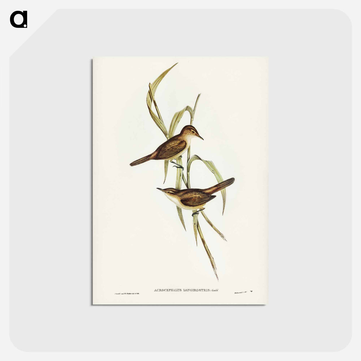 アートポストカード-Long-billed Reed Warbler
- ジョン グールド Postcard.