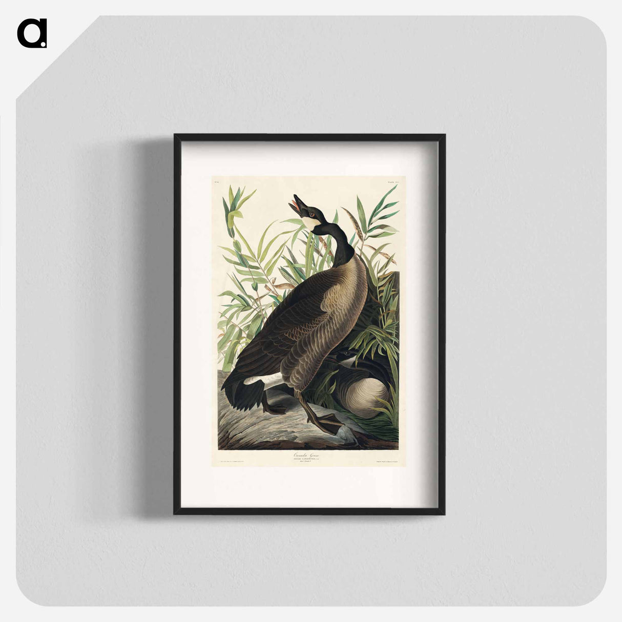 アートポスター-Canada Goose
- ジョン ジェームス オーデュボン Poster.