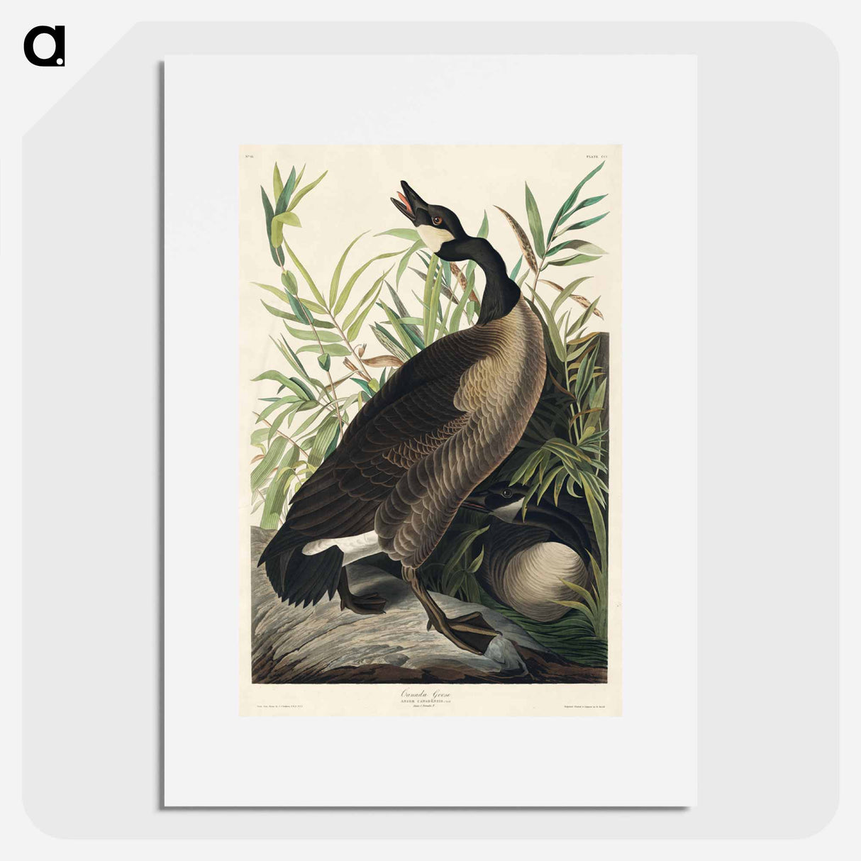 アートポスター-Canada Goose
- ジョン ジェームス オーデュボン Poster.