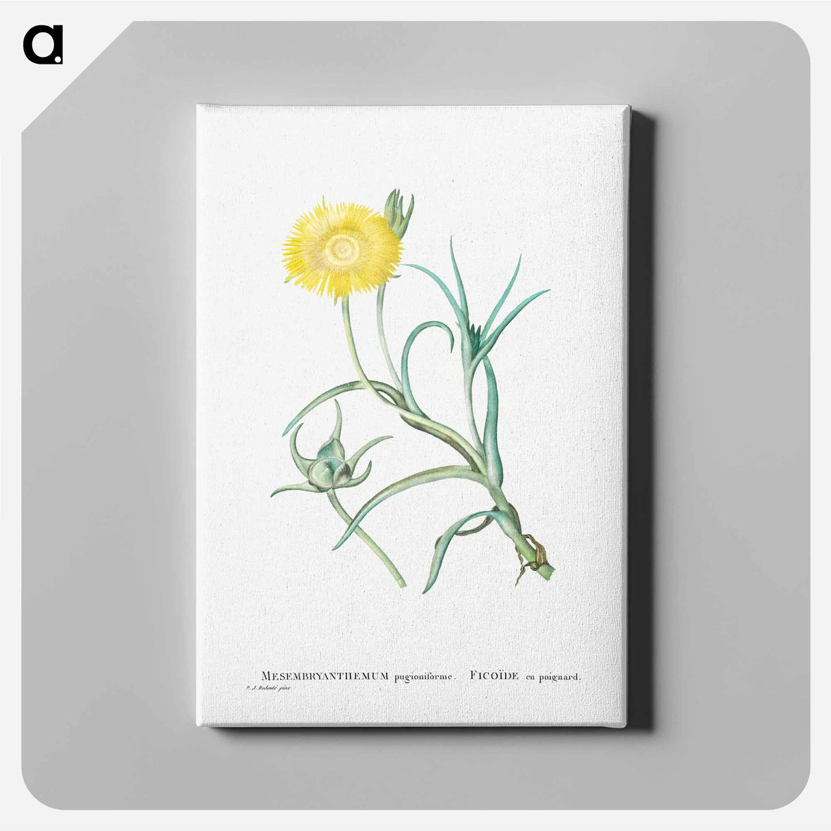 Conicosia Pugioniformis (Narrow–Leaved Iceplant) - Pierre-Joseph Redouté Canvas.
