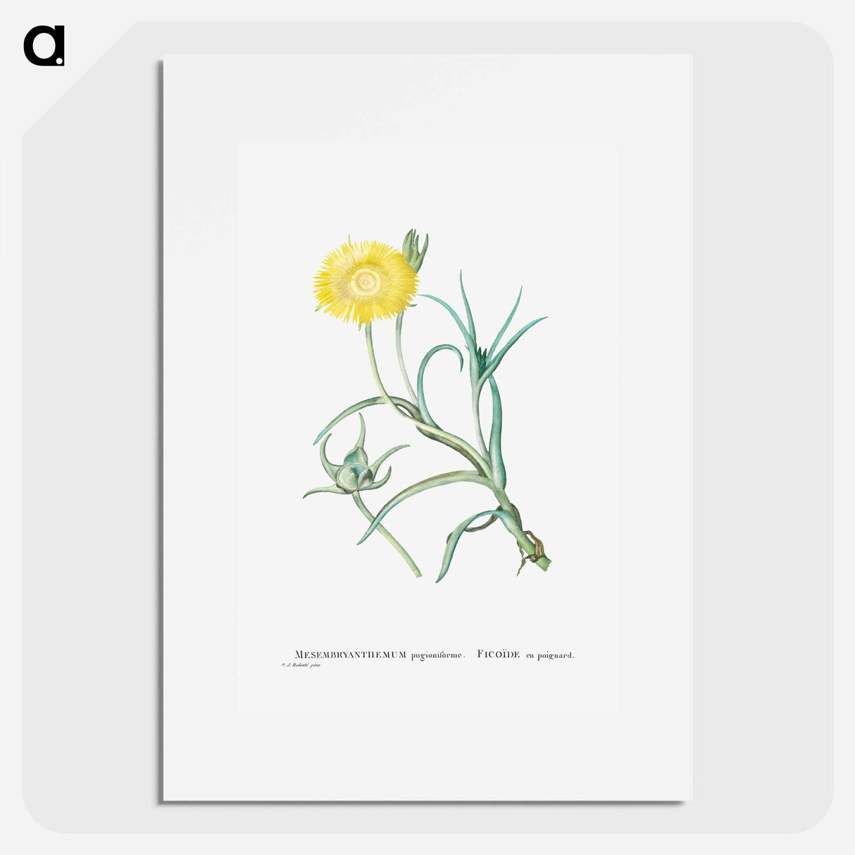 Conicosia Pugioniformis (Narrow–Leaved Iceplant) - Pierre-Joseph Redouté Poster.