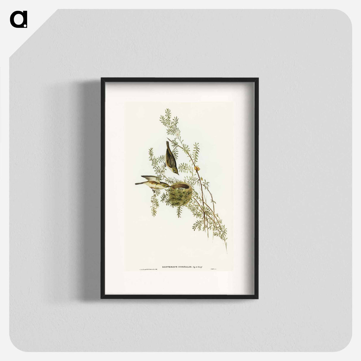 Gray-backed Zosterops
- オーストラリアの鳥 Poster.