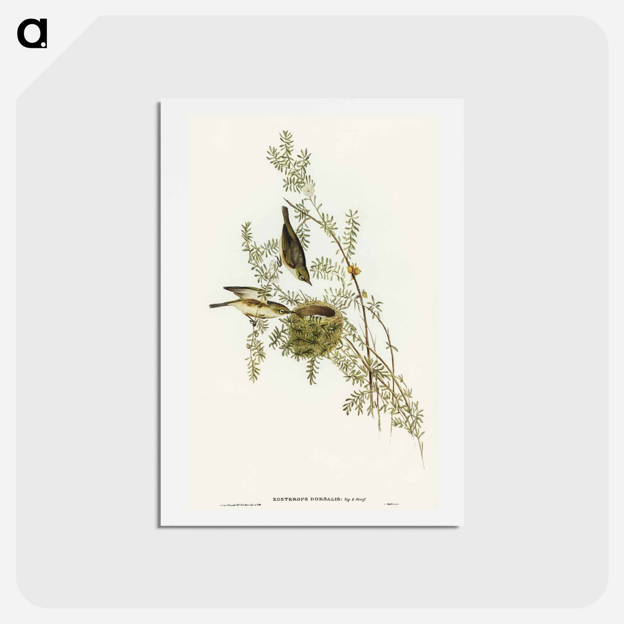 アートポストカード-Gray-backed Zosterops
- オーストラリアの鳥 Postcard.