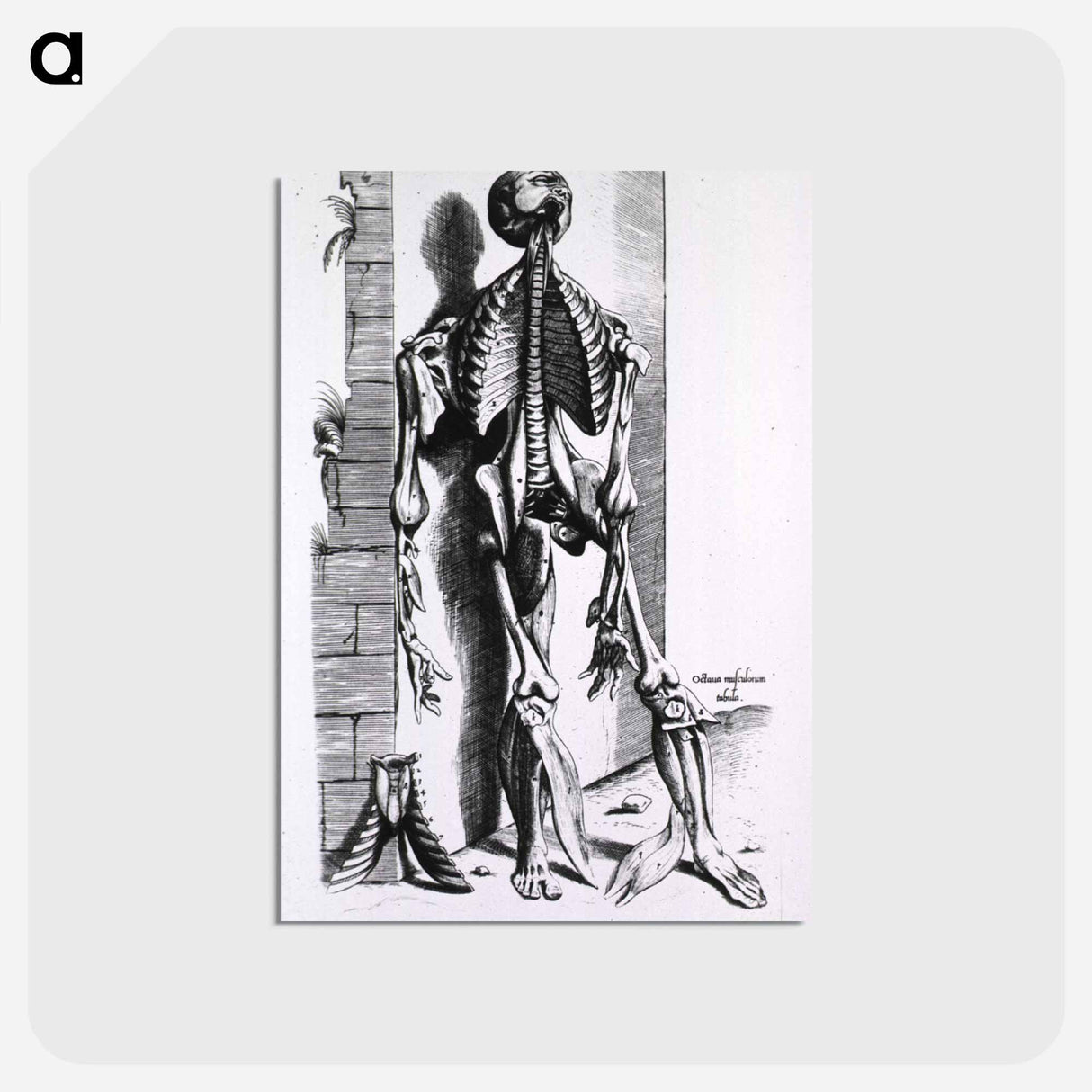 アートポストカード-Muscles and Bones of the Human Body
- 国立医学図書館 Postcard.