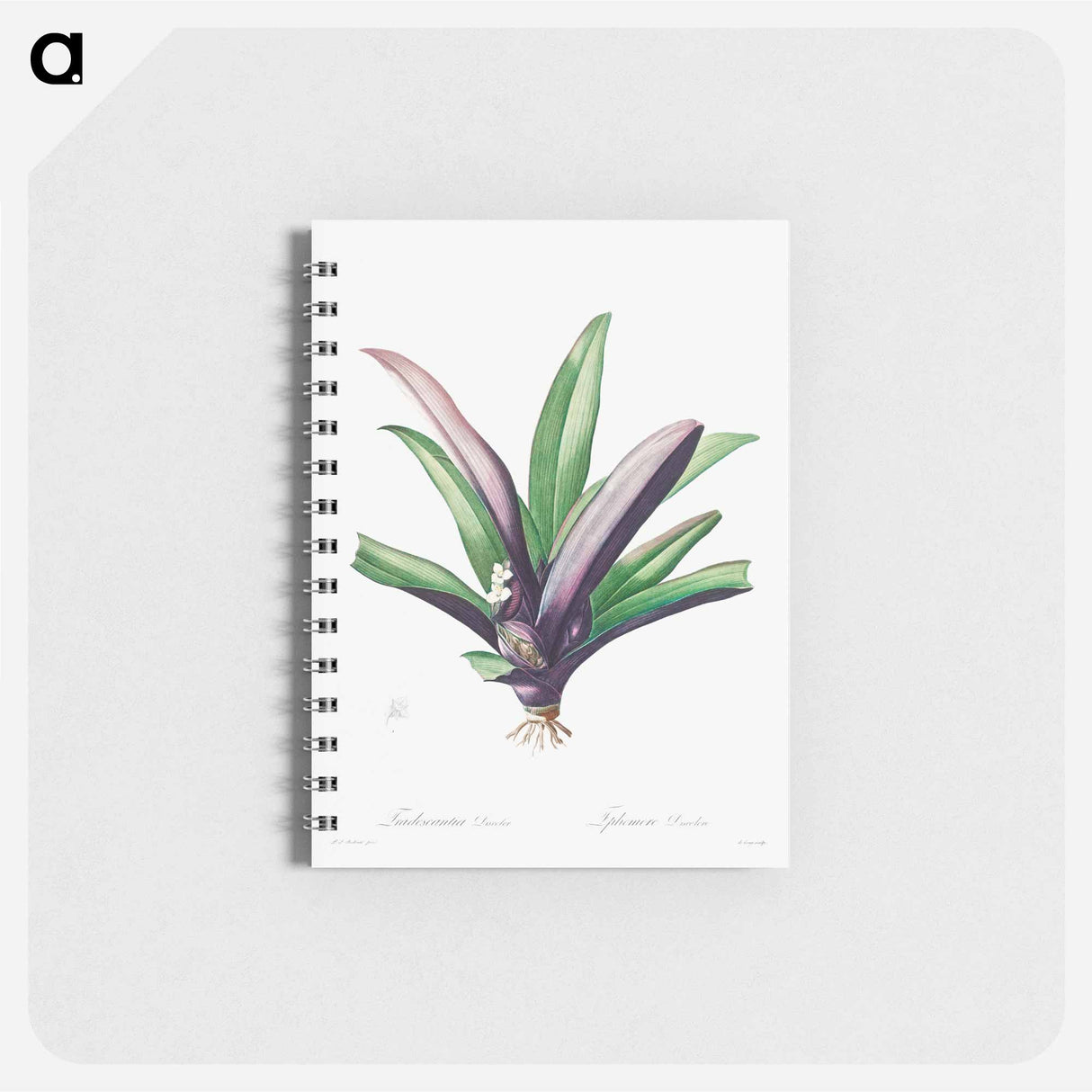 アートメモ帳-Tradescantia Discolor - ピエール ジョゼフ ルドゥーテ Memo.