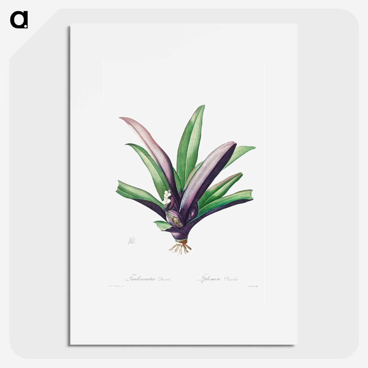 Tradescantia Discolor - Pierre Joseph Redouté Poster.