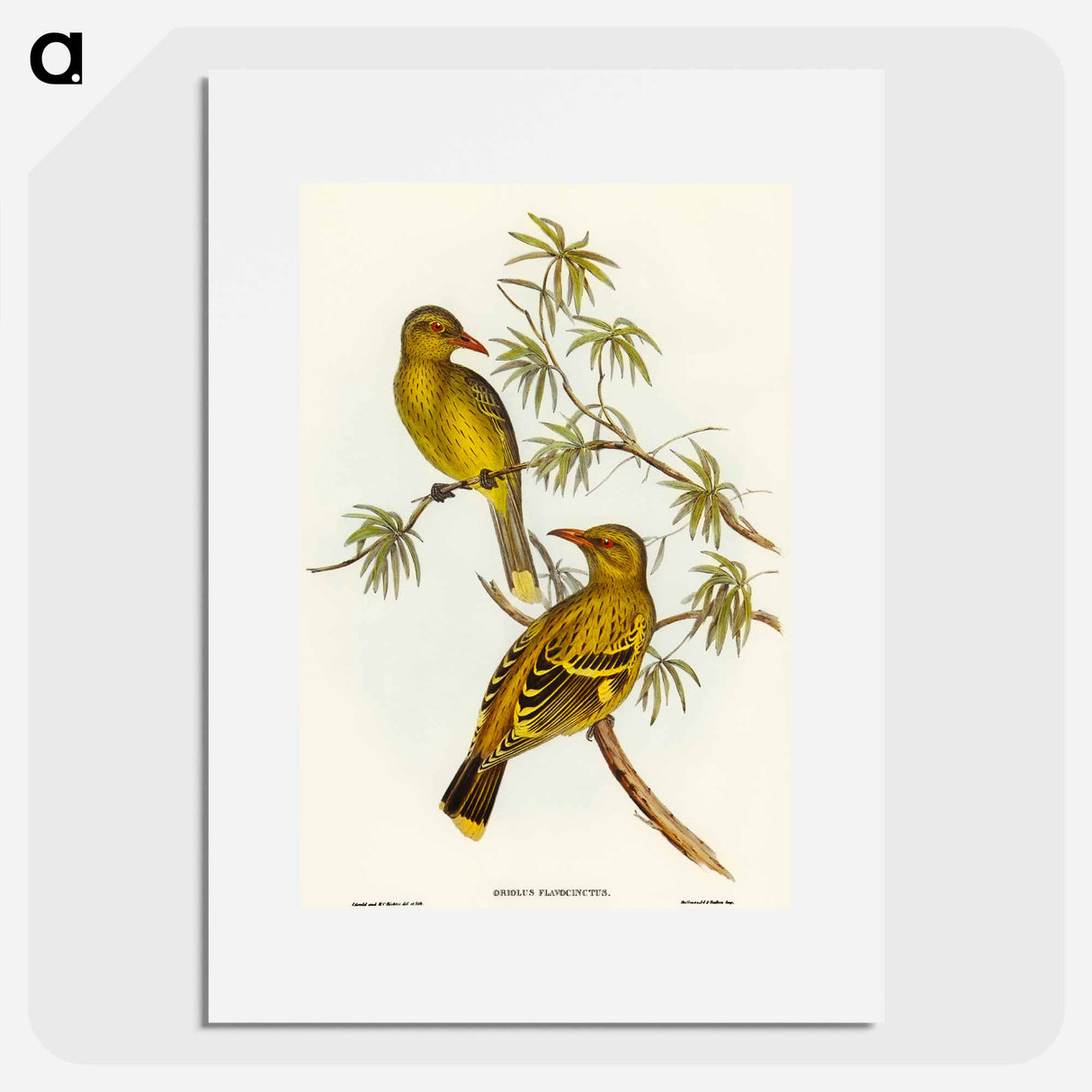 アートポスター-Crescent-marked Oriole
- オーストラリアの鳥 Poster.
